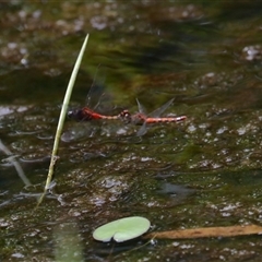 Diplacodes melanopsis at Gibberagee, NSW - 30 Jan 2022 by AaronClausen