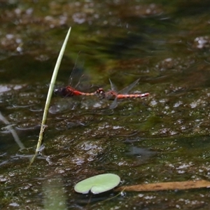 Diplacodes melanopsis at Gibberagee, NSW by AaronClausen