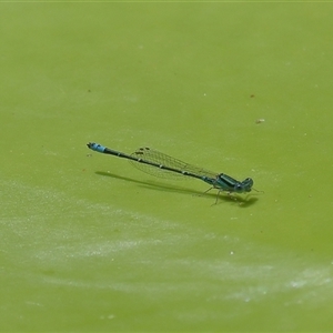 Austroagrion watsoni at Gibberagee, NSW by AaronClausen