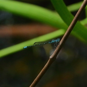 Austroagrion watsoni at Gibberagee, NSW - 30 Jan 2022