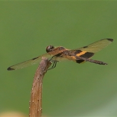 Rhyothemis phyllis at Gibberagee, NSW - 30 Jan 2022 by AaronClausen