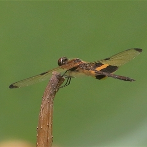 Rhyothemis phyllis at Gibberagee, NSW - 30 Jan 2022