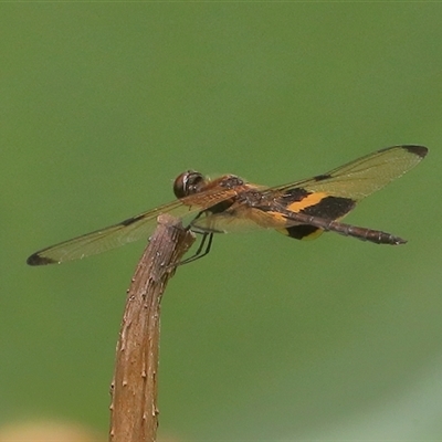 Rhyothemis phyllis at Gibberagee, NSW - 30 Jan 2022 by AaronClausen