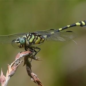 Ictinogomphus australis at Gibberagee, NSW - 30 Jan 2022 10:17 PM