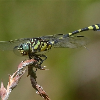 Ictinogomphus australis at Gibberagee, NSW - 30 Jan 2022 by AaronClausen