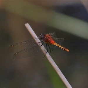 Diplacodes melanopsis at Gibberagee, NSW by AaronClausen