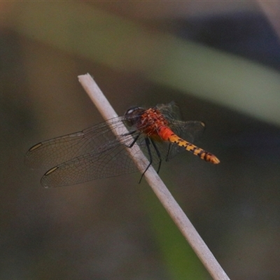 Diplacodes melanopsis (Black-faced Percher) at Gibberagee, NSW - 30 Jan 2022 by Bungybird