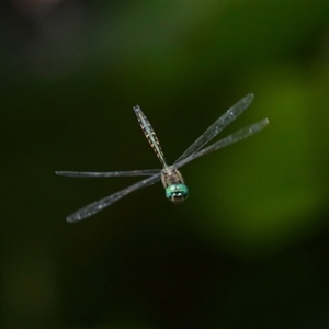 Hemicordulia australiae at Gibberagee, NSW - 30 Jan 2022 10:27 PM