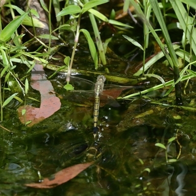 Orthetrum caledonicum (Blue Skimmer) at Gibberagee, NSW - 30 Jan 2022 by Bungybird