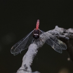 Diplacodes melanopsis (Black-faced Percher) at Gibberagee, NSW - 30 Jan 2022 by Bungybird