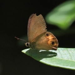 Hypocysta metirius (Brown Ringlet) at Gibberagee, NSW - 7 Feb 2015 by Bungybird