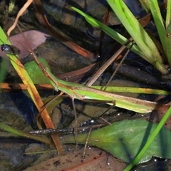 Acrida conica (Giant green slantface) at Gibberagee, NSW - 8 Feb 2015 by Bungybird