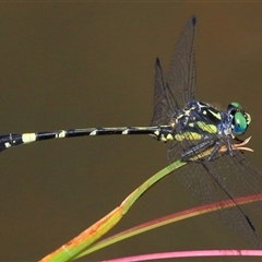 Austroepigomphus praeruptus at Gibberagee, NSW - 8 Feb 2015 by AaronClausen