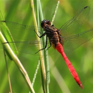 Orthetrum villosovittatum at Gibberagee, NSW - 8 Feb 2015 09:16 PM