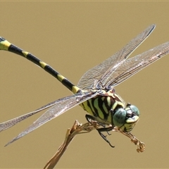 Ictinogomphus australis at Gibberagee, NSW - 8 Feb 2015 by AaronClausen