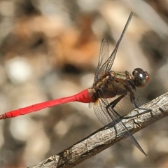 Orthetrum villosovittatum at Gibberagee, NSW - 8 Feb 2015 by AaronClausen