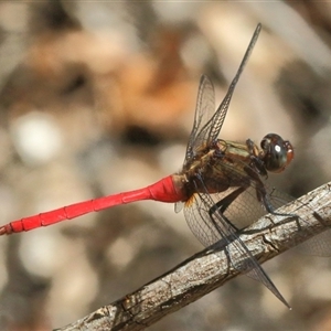 Orthetrum villosovittatum at Gibberagee, NSW - 8 Feb 2015 09:50 PM