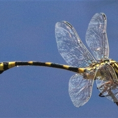 Ictinogomphus australis at Gibberagee, NSW - 8 Feb 2015 by AaronClausen