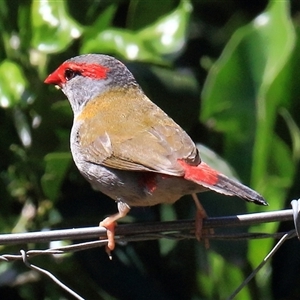 Neochmia temporalis at Gibberagee, NSW - 8 Feb 2015