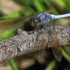 Orthetrum caledonicum at Gibberagee, NSW - 8 Feb 2015 by AaronClausen