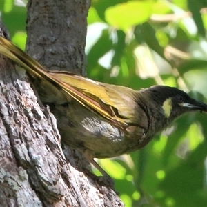 Meliphaga lewinii at Gibberagee, NSW - 8 Feb 2015