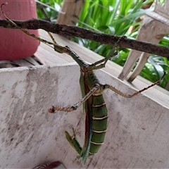 Phasmatodea (order) (Unidentified stick insect) at Gibberagee, NSW - 24 Dec 2022 by Bungybird