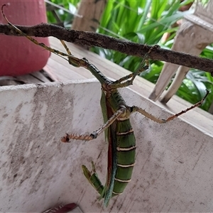Phasmatodea (order) at Gibberagee, NSW - 24 Dec 2022 11:00 AM