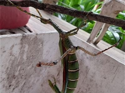 Phasmatodea (order) (Unidentified stick insect) at Gibberagee, NSW - 24 Dec 2022 by Bungybird