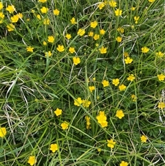 Ranunculus lappaceus (Australian Buttercup) at Rendezvous Creek, ACT - 16 Nov 2024 by AdamHenderson