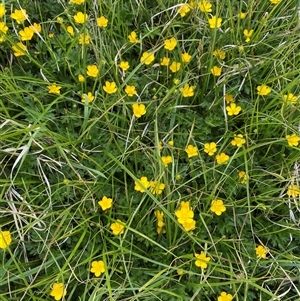 Ranunculus lappaceus at Rendezvous Creek, ACT - 16 Nov 2024