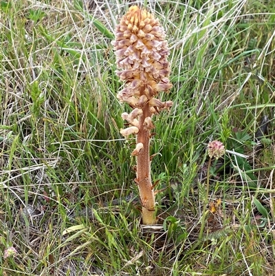 Orobanche minor (Broomrape) at Rendezvous Creek, ACT - 17 Nov 2024 by AdamHenderson