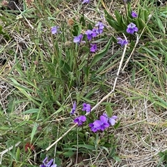 Viola betonicifolia (Mountain Violet) at Rendezvous Creek, ACT - 16 Nov 2024 by AdamHenderson