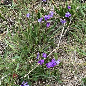 Viola betonicifolia at Rendezvous Creek, ACT - 16 Nov 2024