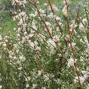 Hakea microcarpa at Rendezvous Creek, ACT - 16 Nov 2024