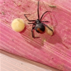 Latrodectus hasselti (Redback Spider) at Yarralumla, ACT - 15 Nov 2024 by jpittock