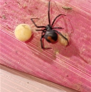 Latrodectus hasselti (Redback Spider) at Yarralumla, ACT by jpittock