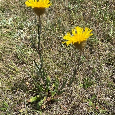 Podolepis jaceoides (Showy Copper-wire Daisy) at Rendezvous Creek, ACT - 16 Nov 2024 by AdamHenderson