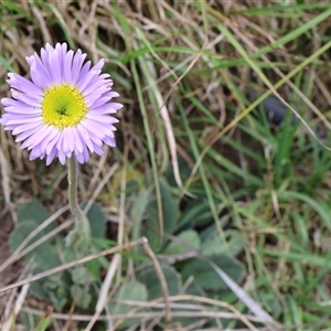 Brachyscome spathulata at Lyons, ACT - 4 Nov 2024