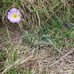 Brachyscome spathulata at Lyons, ACT - 4 Nov 2024 01:02 PM