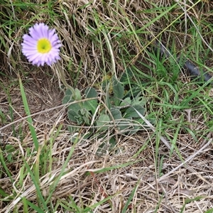 Brachyscome spathulata at Lyons, ACT - 4 Nov 2024