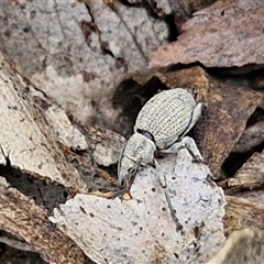 Unidentified Weevil (Curculionoidea) at Bungonia, NSW - 17 Nov 2024 by trevorpreston