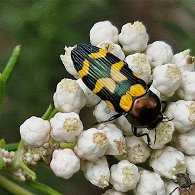 Castiarina flavopicta (Flavopicta jewel beetle) at Bungonia, NSW - 17 Nov 2024 by trevorpreston