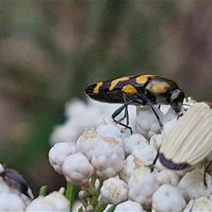 Castiarina flavopicta at Bungonia, NSW - 17 Nov 2024 12:47 PM