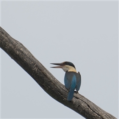 Todiramphus sanctus (Sacred Kingfisher) at Bungonia, NSW - 17 Nov 2024 by Nug