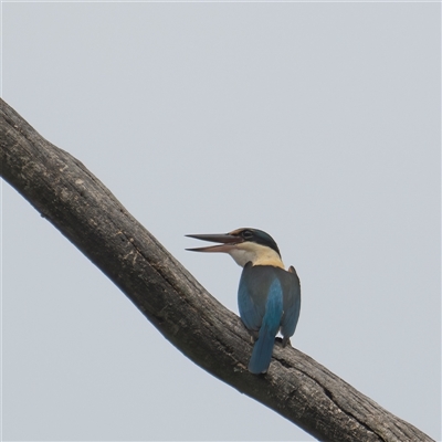 Todiramphus sanctus (Sacred Kingfisher) at Bungonia, NSW - 16 Nov 2024 by Nug