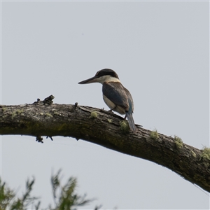 Todiramphus sanctus at Bungonia, NSW - 17 Nov 2024