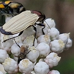 Unidentified Beetle (Coleoptera) at Bungonia, NSW - 17 Nov 2024 by trevorpreston