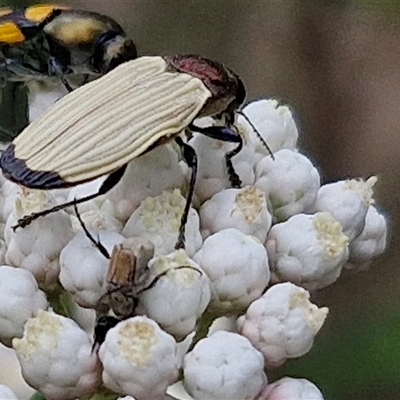 Castiarina luteipennis (Jewel beetle) at Bungonia, NSW - 17 Nov 2024 by trevorpreston