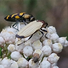 Castiarina luteipennis at suppressed - 17 Nov 2024