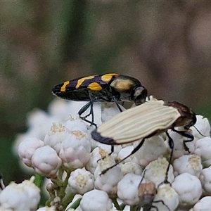 Castiarina luteipennis at suppressed - 17 Nov 2024